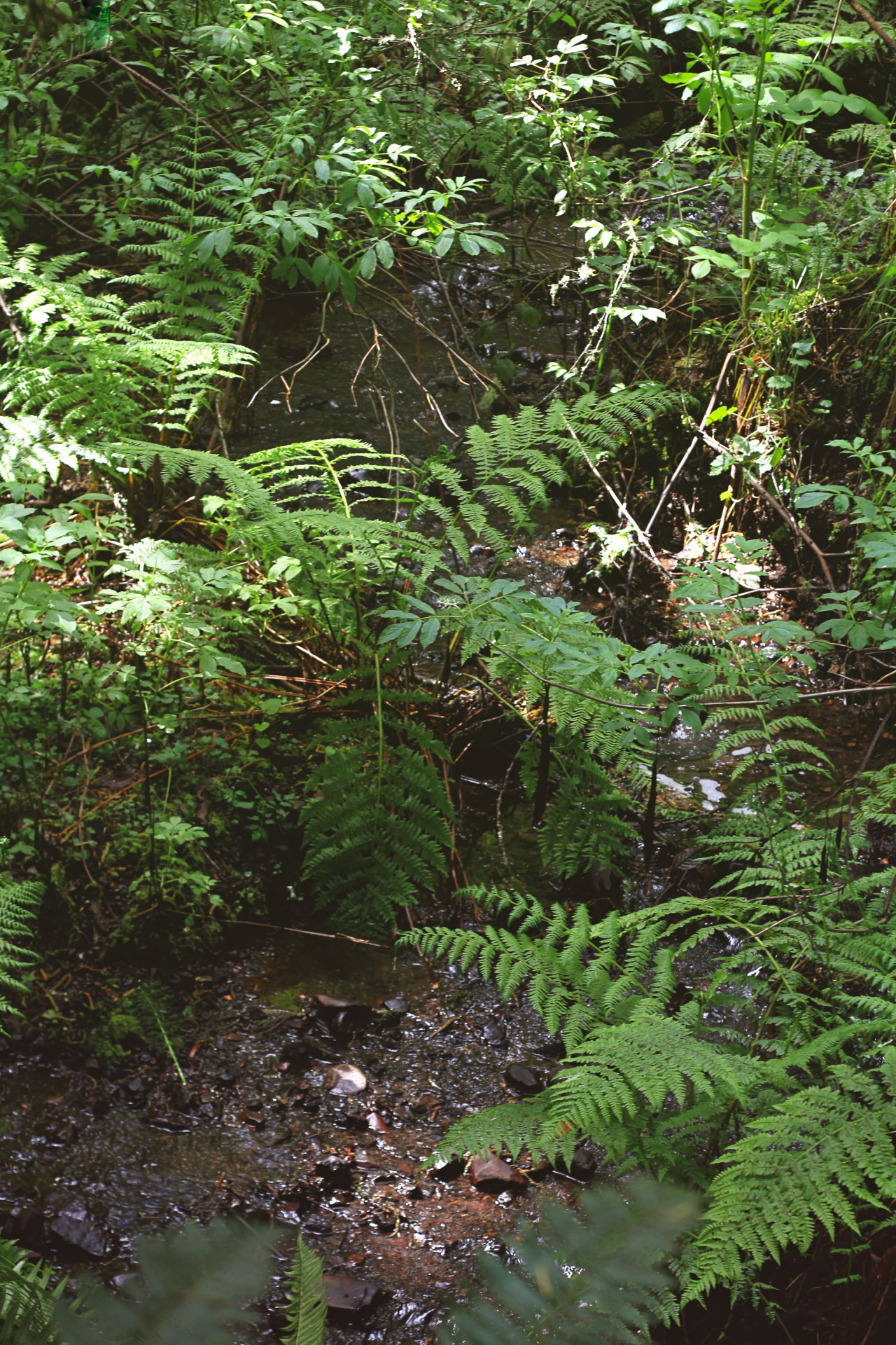 predictablytypical:  Spring in the Redwood forest 