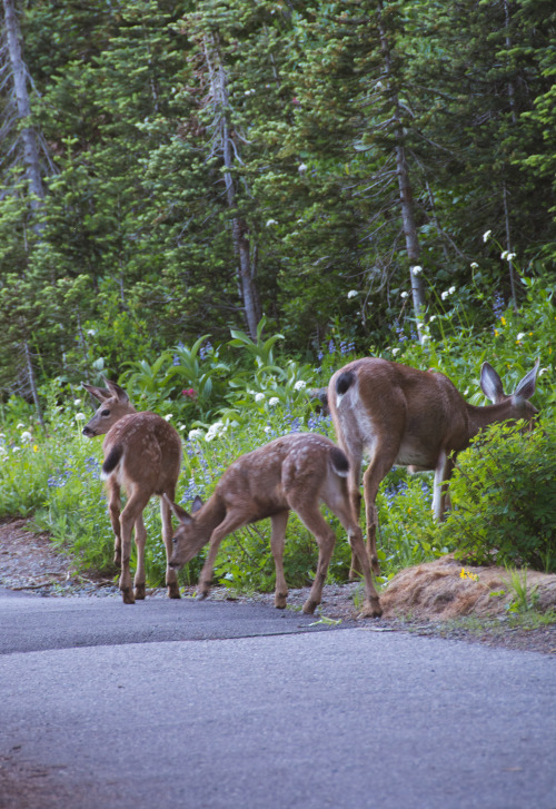 Mama and her fawns