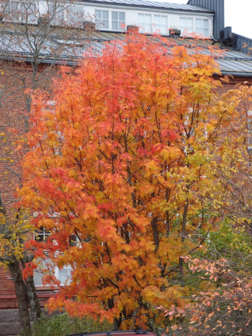 Sorbus aucuparia — rowan a.k.a. mountain-ash