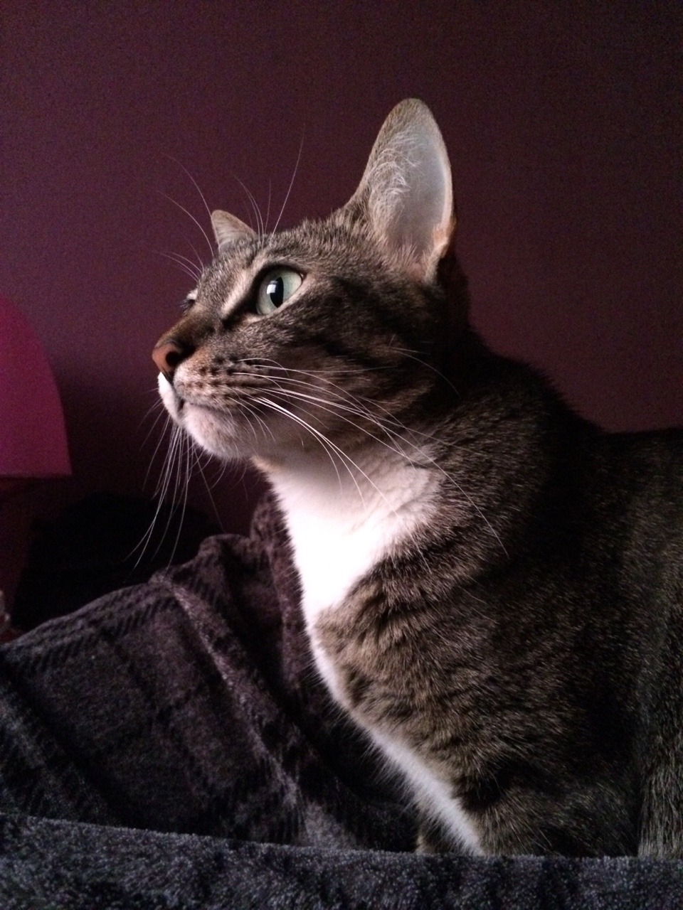 mostlycatsmostly:  Kiki, part time model, part time belly warmer.(submitted by @yellowecstasy)