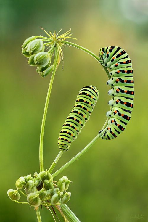 bellasecretgarden: (via Caterpillars, Zbigniew Hudobski | Insectum #3 | Pinterest)