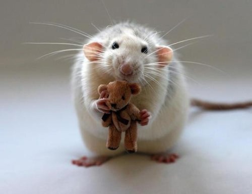 adorablygoaty:  shiftylookingoctopus:  These are picture taken by a woman who makes teddy bears to cheer up her pet rats.  Reblogging because rats are the cutest <3 