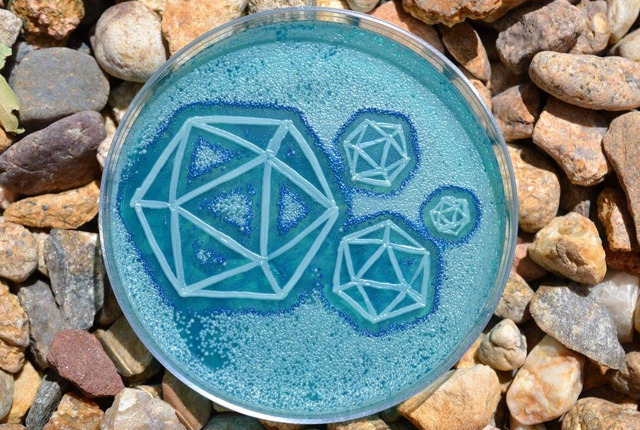 mentalflossr:  These Works of Art Were Grown in Petri Dishes