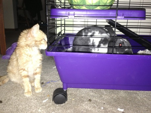 A story of a kitten and his unlikely companion...