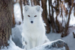 everythingfox:Arctic Fox //  Jon Albert  