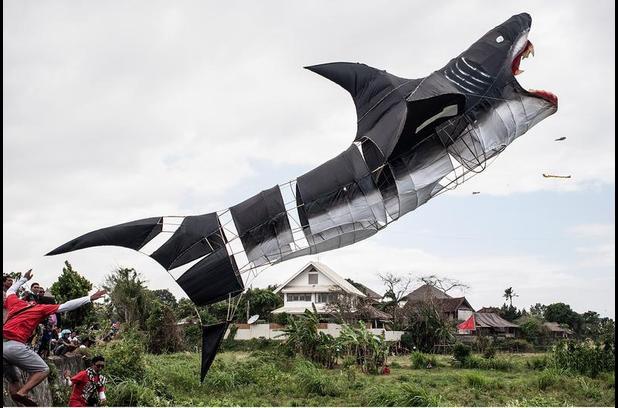 Shark week, baby (kite festival in Bali)