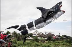 Shark Week, Baby (Kite Festival In Bali)