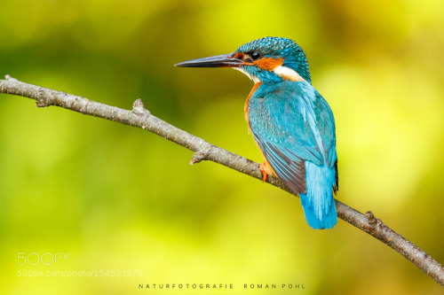 animal-photographies:  Kingfisher