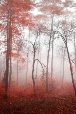 expressions-of-nature:  Misty Fantasy by: Lyudmila Sidenko