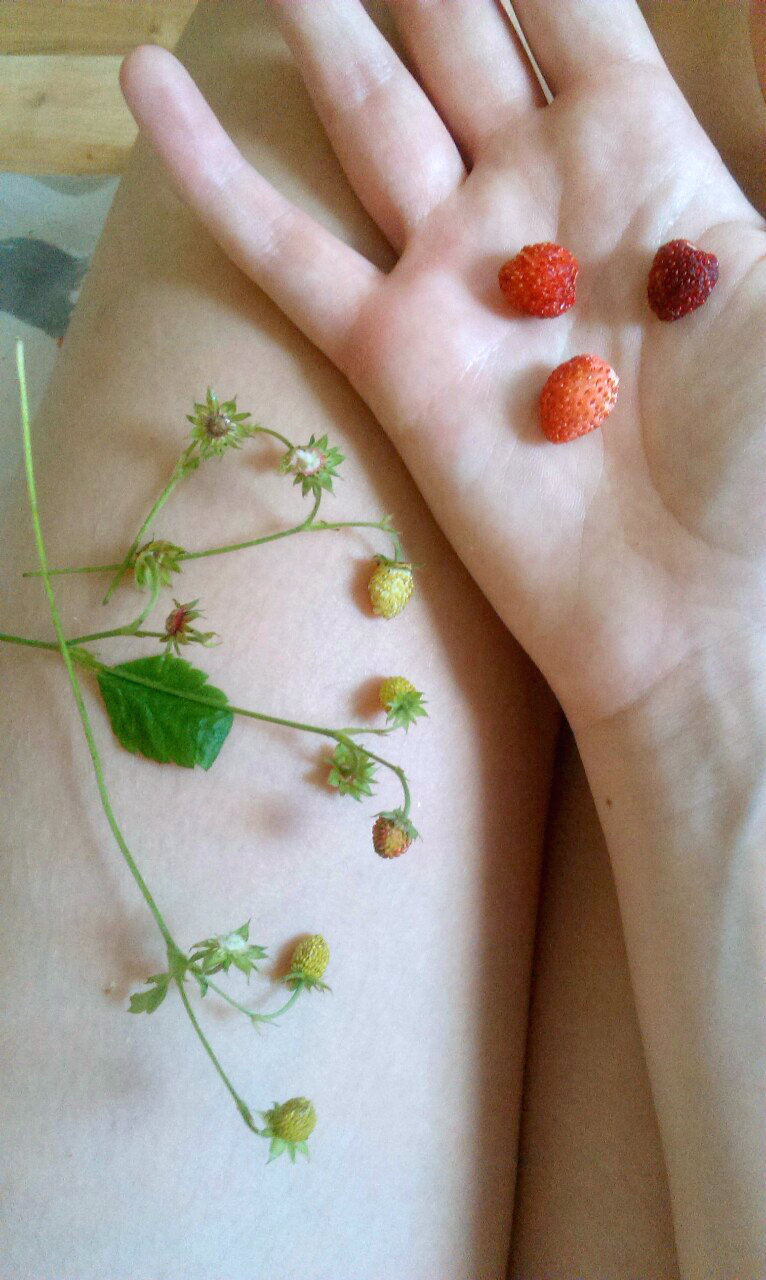 mooncrumbs:  Found things: A lovely lavender coloured flower shaped like a pair of