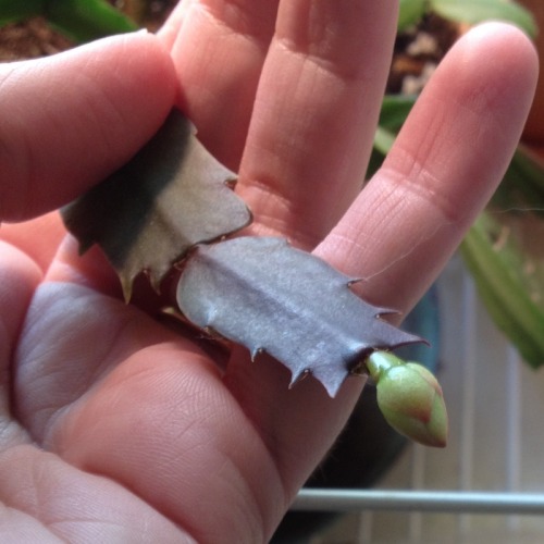 Li'l buds showing up on my Christmas cactus.  This one’s flowers are an especially nice warm s