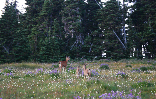 quiet-nymph:   ◈ Olympic Peninsula photography by Michelle N.W. ◈ ◈ Print Shop ◈ Blog ◈ Flickr ◈ ◈ Please do not delete caption crediting the artist, thank you! ◈     Home ❤️