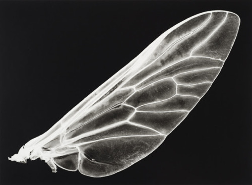iamjapanese:  gacougnol:  Kazuyuki SoenoFossil of Light  SOENO Kazuyuki （添野 和幸 Japanese, b.1968） 