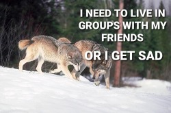 tendergothic:tearlessrain:tearlessrain:alpha bros will always pick lions and wolves to superimpose their “I’m so badass I need no one” memes on as if those aren’t the two animals most famous for having a buddy system and excellent