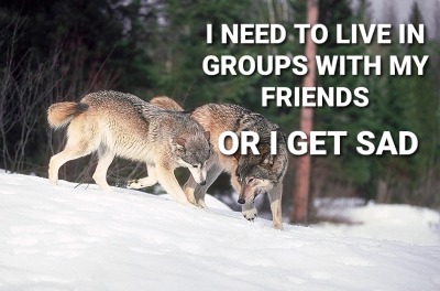 tendergothic:tearlessrain:tearlessrain:alpha bros will always pick lions and wolves to superimpose their “I’m so badass I need no one” memes on as if those aren’t the two animals most famous for having a buddy system and excellent