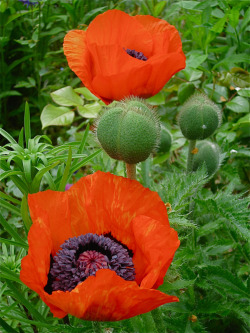 studioview:  Poppies (by peter g aus h) 