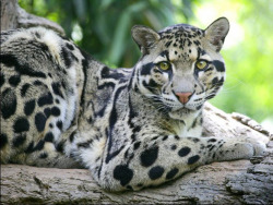 This marvelous panther (called Panthère