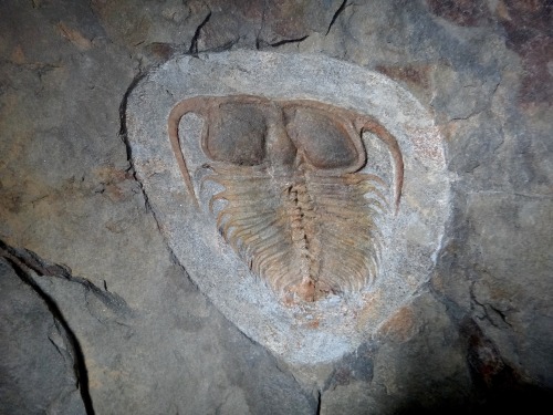 amnhnyc:It’s time for #TrilobiteTuesday! Located in the outskirts of the small town of Georgia, Verm