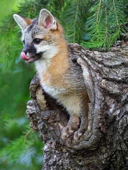 Usually I’m not a fan of grey foxes but this one is soo cute 🦊