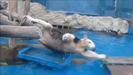 sizvideos:Anteater struggles to steal food from ducks (video)