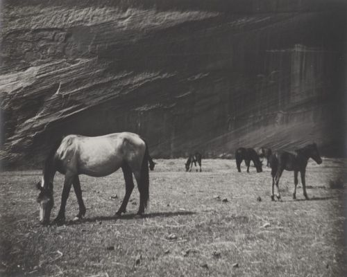 Helen M. Post.  Horses grazing in canyon, 1938.