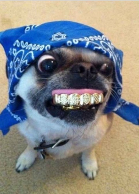 illblogwhatifeel: $$$illblogwhatifeel$$$ Pug Lyf oh wow