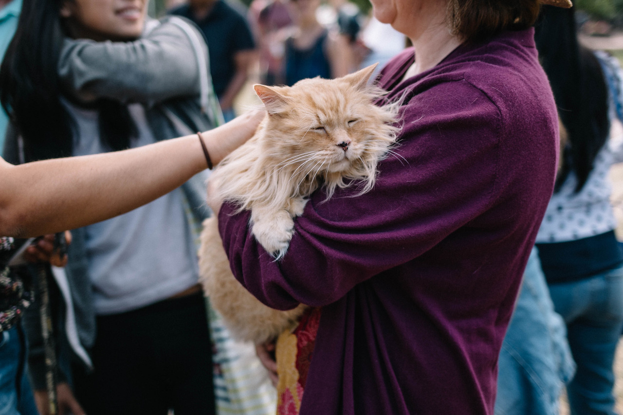 89cats:09.02.2017 // Caturday in Boston