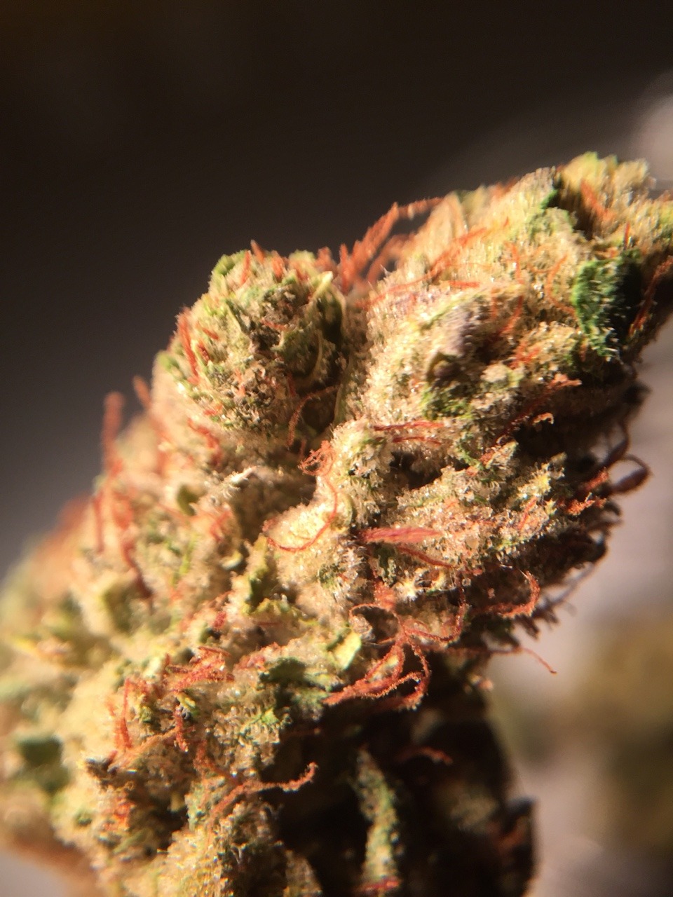 veraisastoner:  Be Real Og Macro 10x &amp; 15x