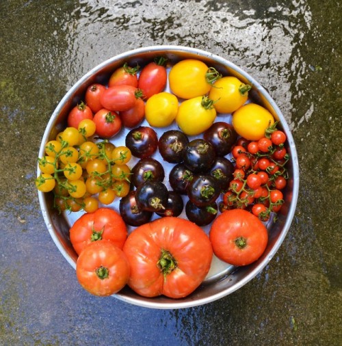 allthingssoulful-garden:Picking tomatoes to take back home with me.Clockwise: Citron Russe, wild tom