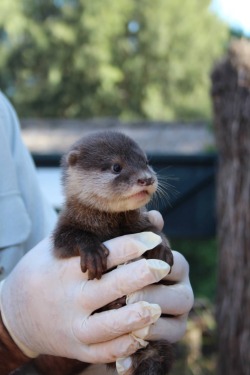 maggielovesotters:Ridiculously cute baby otters at Taronga Zoo - photos from Zooborns   http://www.zooborns.com/zooborns/2015/03/otter-pups-venturing-out-with-their-fam.html