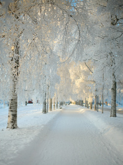 bluepueblo:  Snowy Morning, Dalarna, Sweden