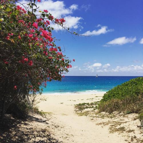 Entrance to the most beautiful beach. #saintmartin #humpday #vacationmode #vacation #travelgram #tra