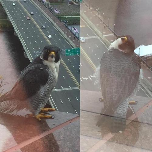 archiemcphee:  Because sometimes what you need most is to see a bunch of different birbs surprising people at their office windows, balconies, and back doors in order to squawk or chirp “OH HAI” or to simply stare and stare and stare in hopes of receiving