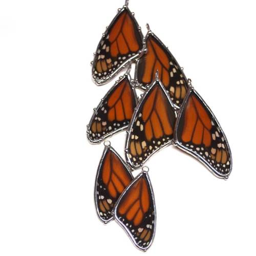 Monarch butterflies migrate only during the day. At night they come down and gather in clusters. A