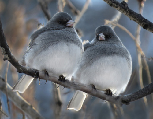 phasered: primmrxs chubby birds you said? can i interest you in my fav type of songbird, the dark ey