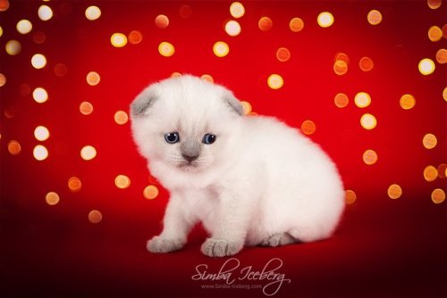  Let us introduce this little almost Christmas miracle! Scottish Fold kitten of blue point color. We