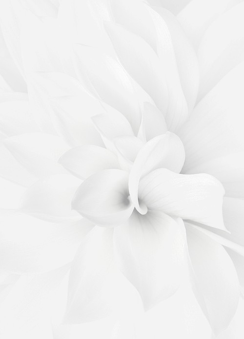 a-little-hipster:  White as snow, pale blog x 