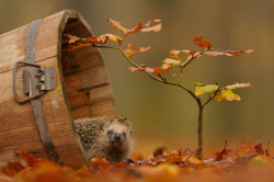 marjoleinhoekendijk:  end0skeletal:  Autumn. (Credit: 1, 2, 3, 4, 5, 6.)  Omfg look at that hedgehog! &lt;33333 