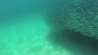 meum-malum:chrissycostanza:funnywildlife:A swarm of anchoviesthe smelly smell that smells…smelly.wow