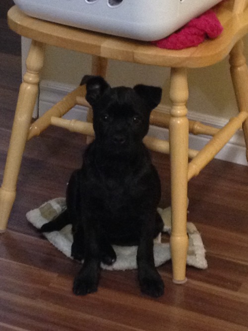 imgonnamakeachange:  healthy-is-perfection:  7eleven:  My puppy was just hit by a car last night, his pelvic bone has a break and both of his hind legs are so messed up, I left the room when the vet was looking at them. He is missing chunks of his skin