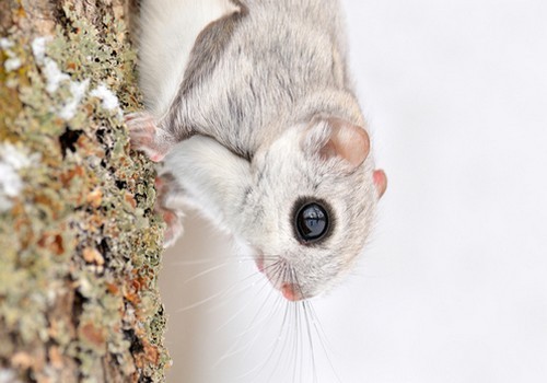 wonderous-world:  The Siberian Flying Squirrel adult photos