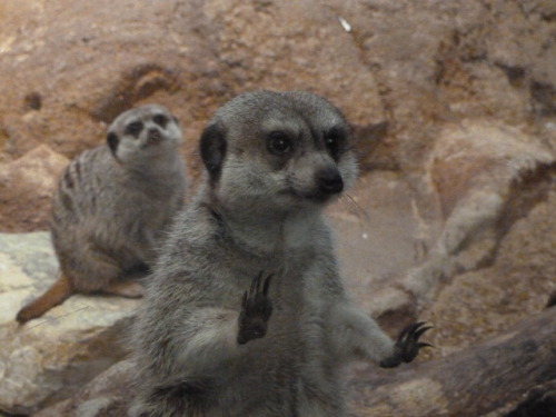 Buncha pics I took at the Saint Louis Zoo when I was like 12. These are my faves.@novemberremedy @bi