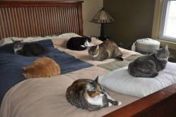 cat-overload:They don’t like one another but all want to sleep on the bed. This is the agreement they came to.
