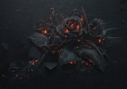 idreamofaworldofcouture: Smoldering bouquet of roses photographed by Ars Thanea