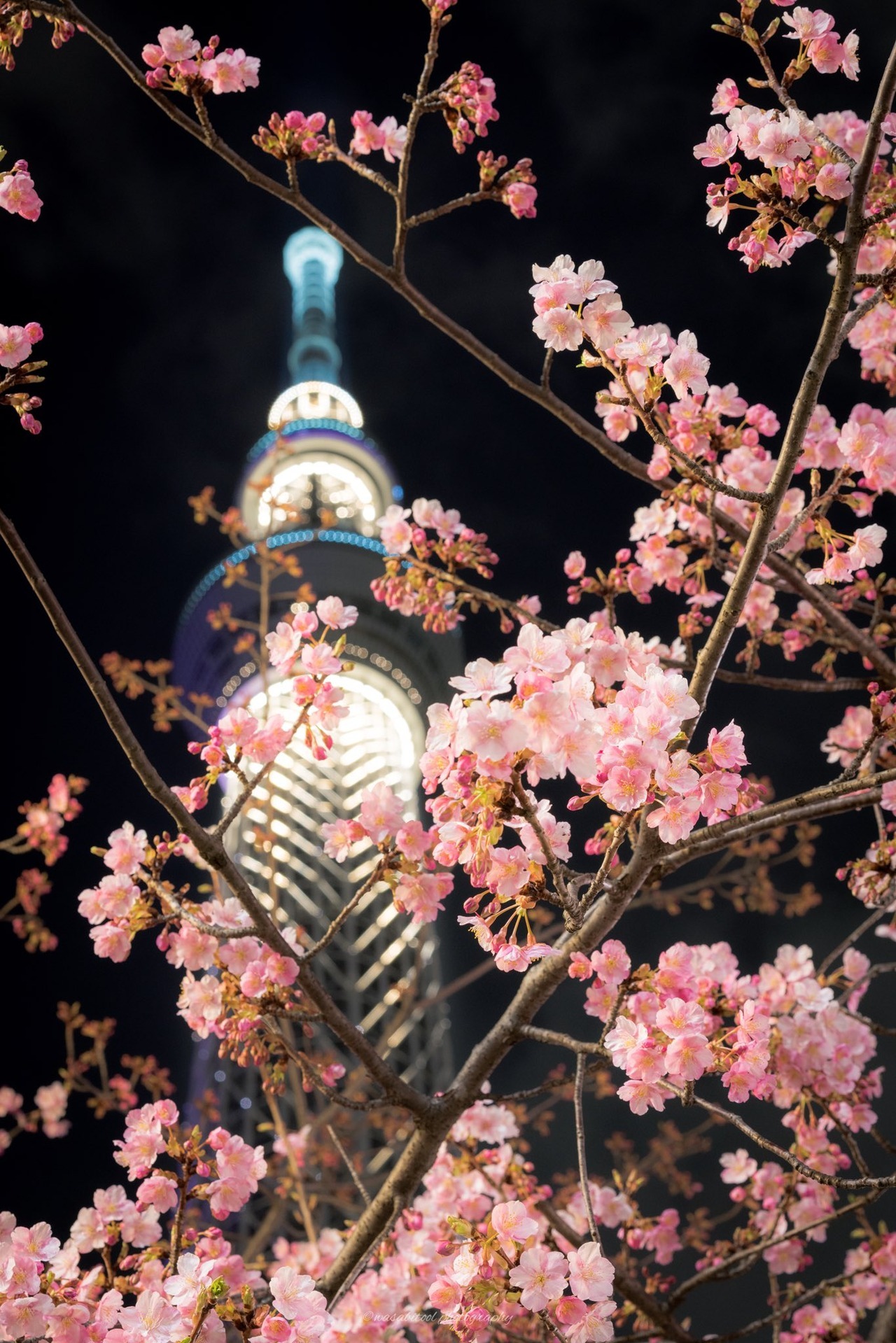 todayintokyo:Cherry blossoms and Tokyo Sky Tree by Twitter user wasabitool