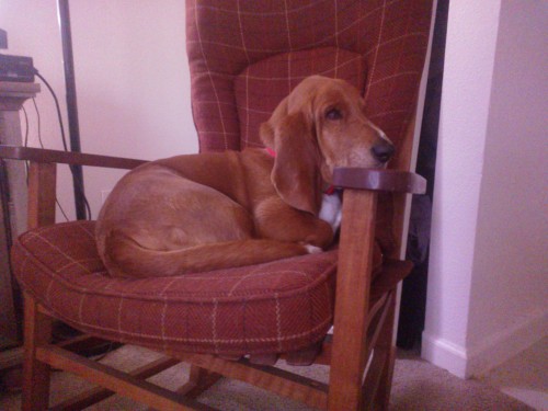 My little old man loves his rocking chair lol