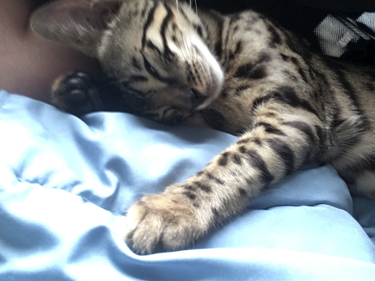theshadowytiger:  The new kitten! Human is leaning towards calling him Baybu! What