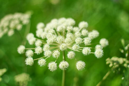Type Of Flower (HC)