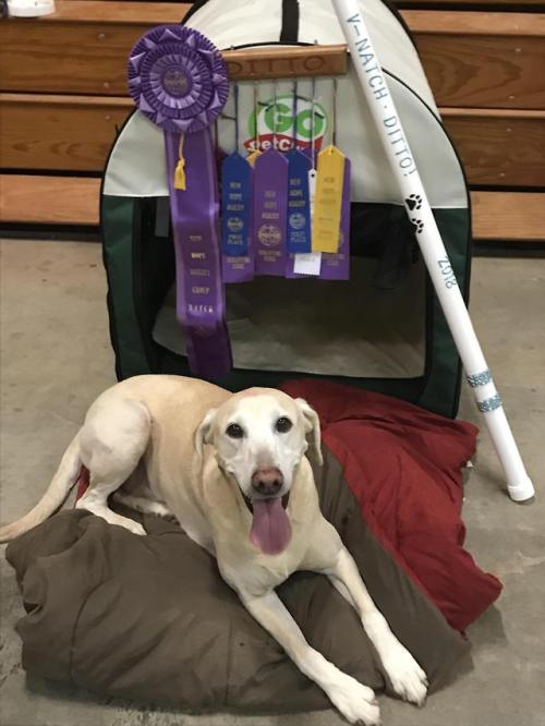 awwcutepets:My service dog just won his second national agility championship and is very proud!!