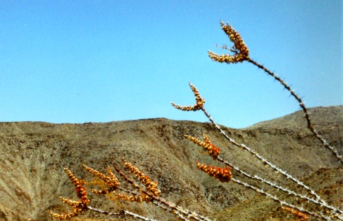 Ocotillo (Fouquieria splendens), Anza Borrego Desert State Park, California, Winter 1993.